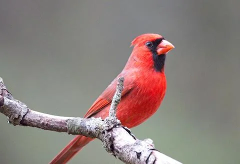 Cardinal on limb Stock Photos