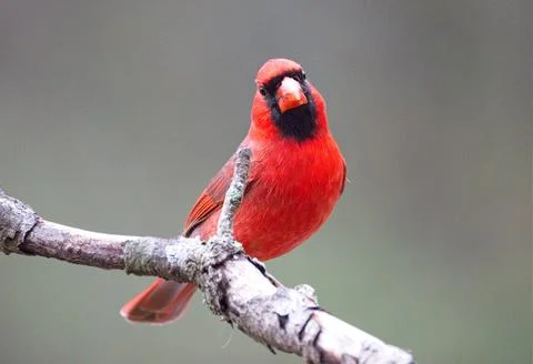 Cardinal on limb2 Stock Photos