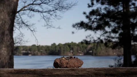Cardinal makes a landing at the nut feeder. Stock-Footage 148676434