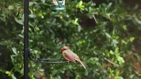 Cardinal on perch Stock Footage 159109010