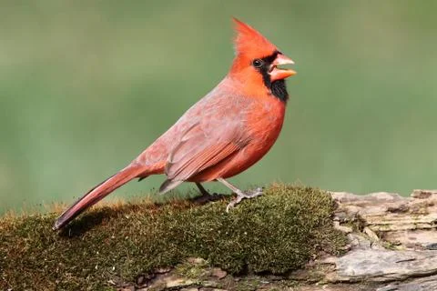 Cardinal on a perch with moss Stock Photos