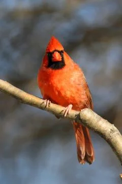 Cardinal on a perch Stock Photos