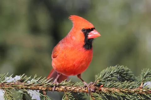 Cardinal on a perch Stock Photos