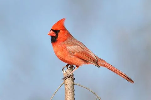 Cardinal on a perch Stock Photos