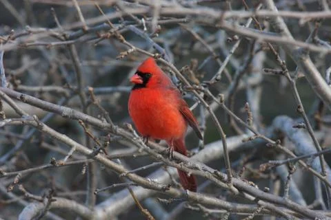 Cardinal on a perch Stock Photos