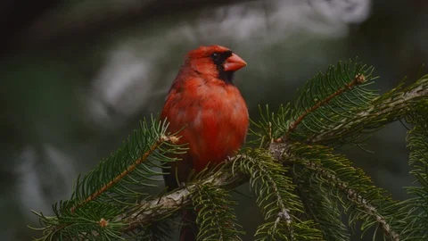 Cardinal Perched on Branch - Close up 4K Stock Footage 128982034