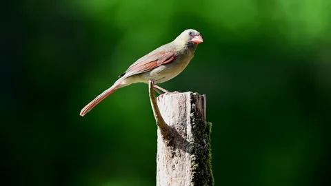 Cardinal Perched on a Cedar post Video stock 308456106