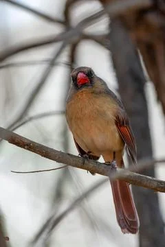 Cardinal perched high in a tree Stock Photos