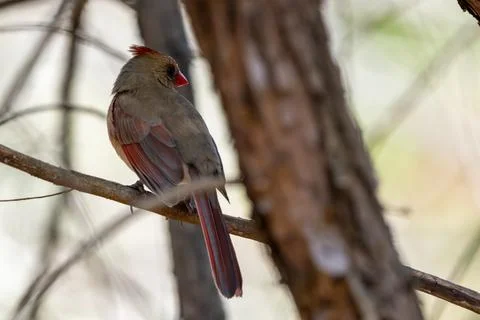 Cardinal Perched Stock Photos