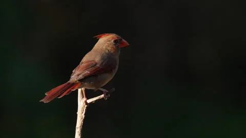Cardinal perched on a small Cedar branch Stock Footage 317381388