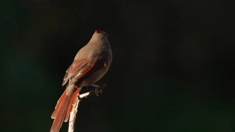 Cardinal perched on a small Cedar branch Stock Footage 317381407