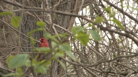 Cardinal Perched in Tree Branches Stock Footage 106721896
