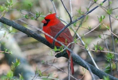 Cardinal Stock Photos