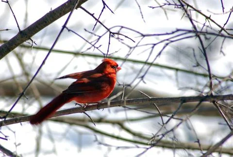 Cardinal Stock Photos