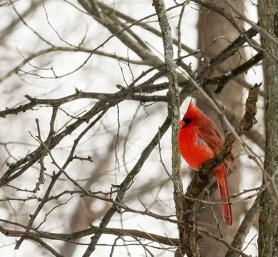 Cardinal Stock Photos