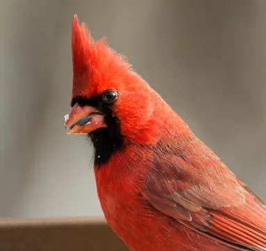 Cardinal Stock Photos