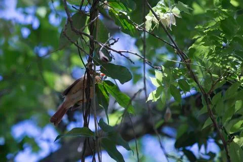 Cardinal Stock Photos