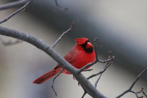 Cardinal 写真素材