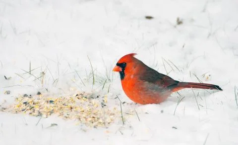 Cardinal. Stock Photos