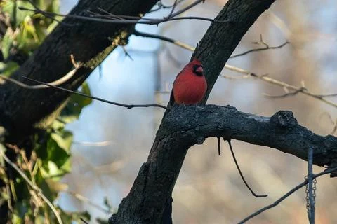 Cardinal Stock Photos