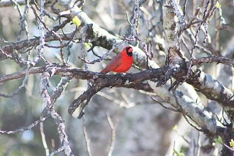 CARDINAL Fotos de archivo