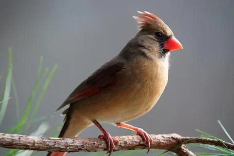 Cardinal on Pine Stock Photos