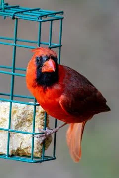 Cardinal Portrait Stock-Fotos