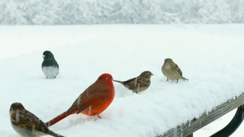 Cardinal red bird Stock Footage 269213265