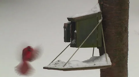 Cardinal sharing winter bird feeder with 2 other birds 库存影片 47618747