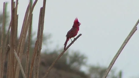 A cardinal sings out while perching on a saguaro rib in the Sonoran desert Stock Footage 55048548