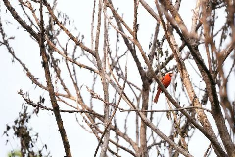 Cardinal sitting alone in a tree in winter Stock Photos