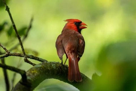 Cardinal Sitting on a Branch Stock Photos