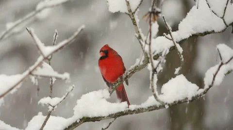 Cardinal in the snow Stock Footage 33890694