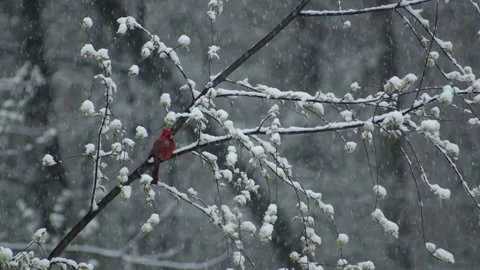 Cardinal in the Snow Видео 142726427