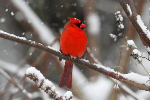 Cardinal in snow Stock Photos