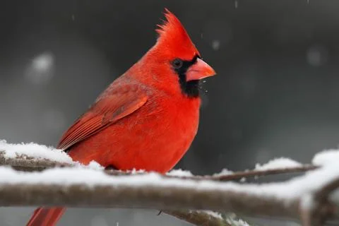 Cardinal in snow Stock Photos