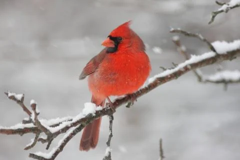Cardinal in snow Stock Photos