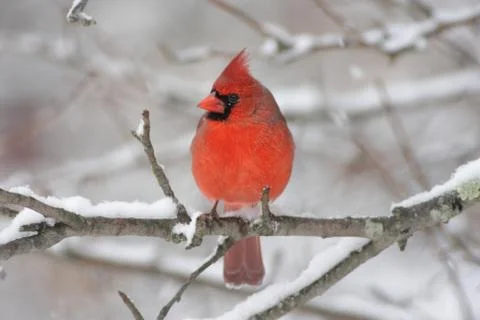 Cardinal in snow Stock Photos