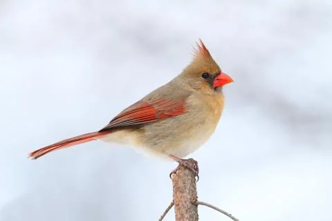 Cardinal in snow Stock Photos