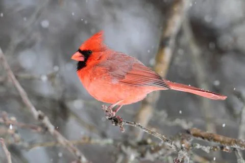 Cardinal in snow Stock Photos