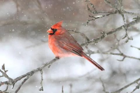 Cardinal in snow Stock Photos