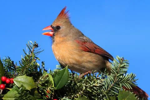 Cardinal in snow Stock Photos
