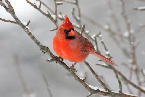 Cardinal in snow Stock Photos