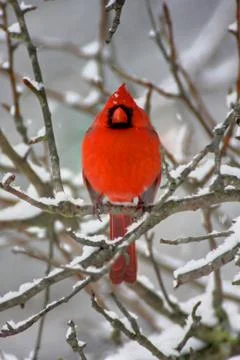 Cardinal in snow Stock Photos