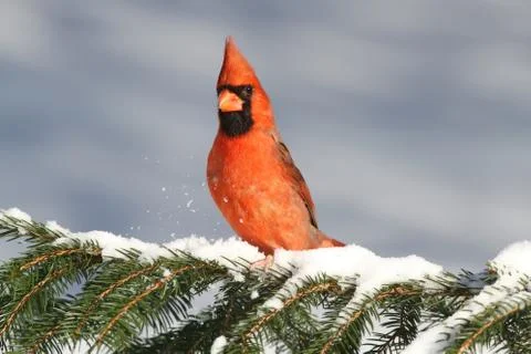 Cardinal in snow Stock Photos