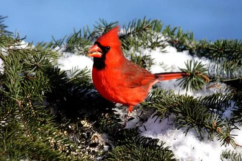 Cardinal in snow Stock Photos