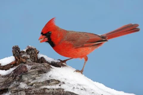 Cardinal in snow Stock Photos