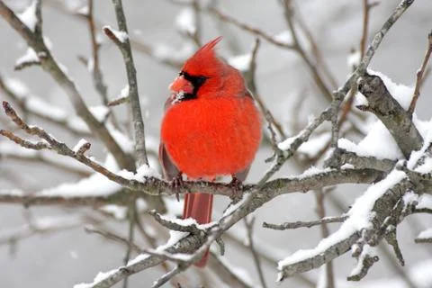 Cardinal in snow Stock Photos