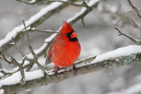Cardinal in snow Stock Photos