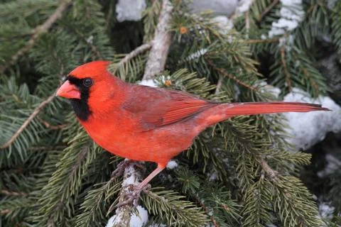 Cardinal in snow Stock Photos